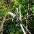 Ventool 120’’ - 160” Telescopic Tree Pruners, Heavy-duty Branch Cutter